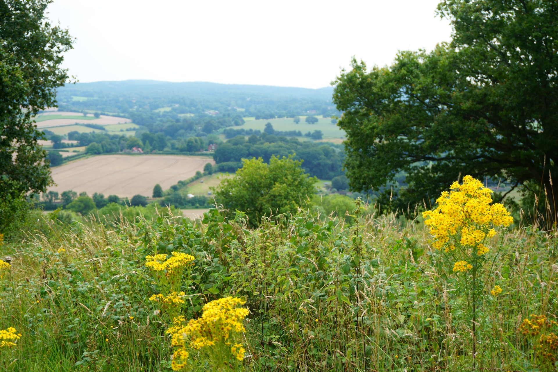 A view over the Kent countryside with wildflowers in the foreground